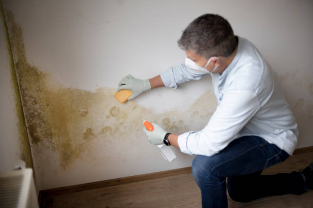  Dillon, SC Mold Removal Pros